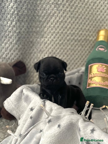 Pug dogs - Advert 1