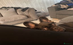 French Bulldog dogs for sale: Fluffy frenchie puppy - Image 3
