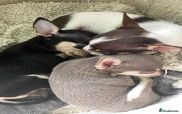 Chihuahua dogs for sale: Small Chihuahua puppies for sale  - Image 7