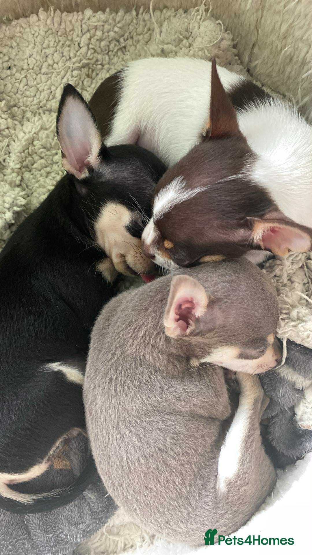 Chihuahua dogs for sale: Small Chihuahua puppies for sale  - Image 7