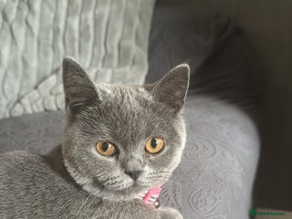 British Shorthair cats British short hair blue - Advert 1
