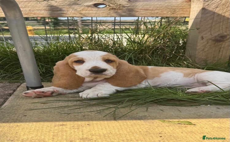 Basset Hound dogs - Advert 8