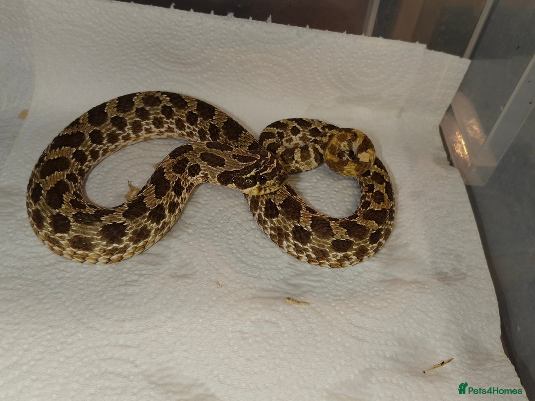 Snake reptiles for sale: Hognose Snake - Advert 4