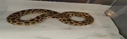 Snake reptiles for sale: Hognose Snake - Advert 4
