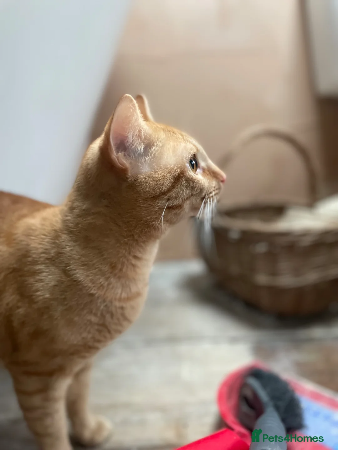 Domestic Shorthair cats for adoption: Wolf & Fox, 1 year old brothers (pair).  in Reading - Advert 9