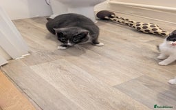 British Shorthair cats for sale: Kittens for sale  - Image 3