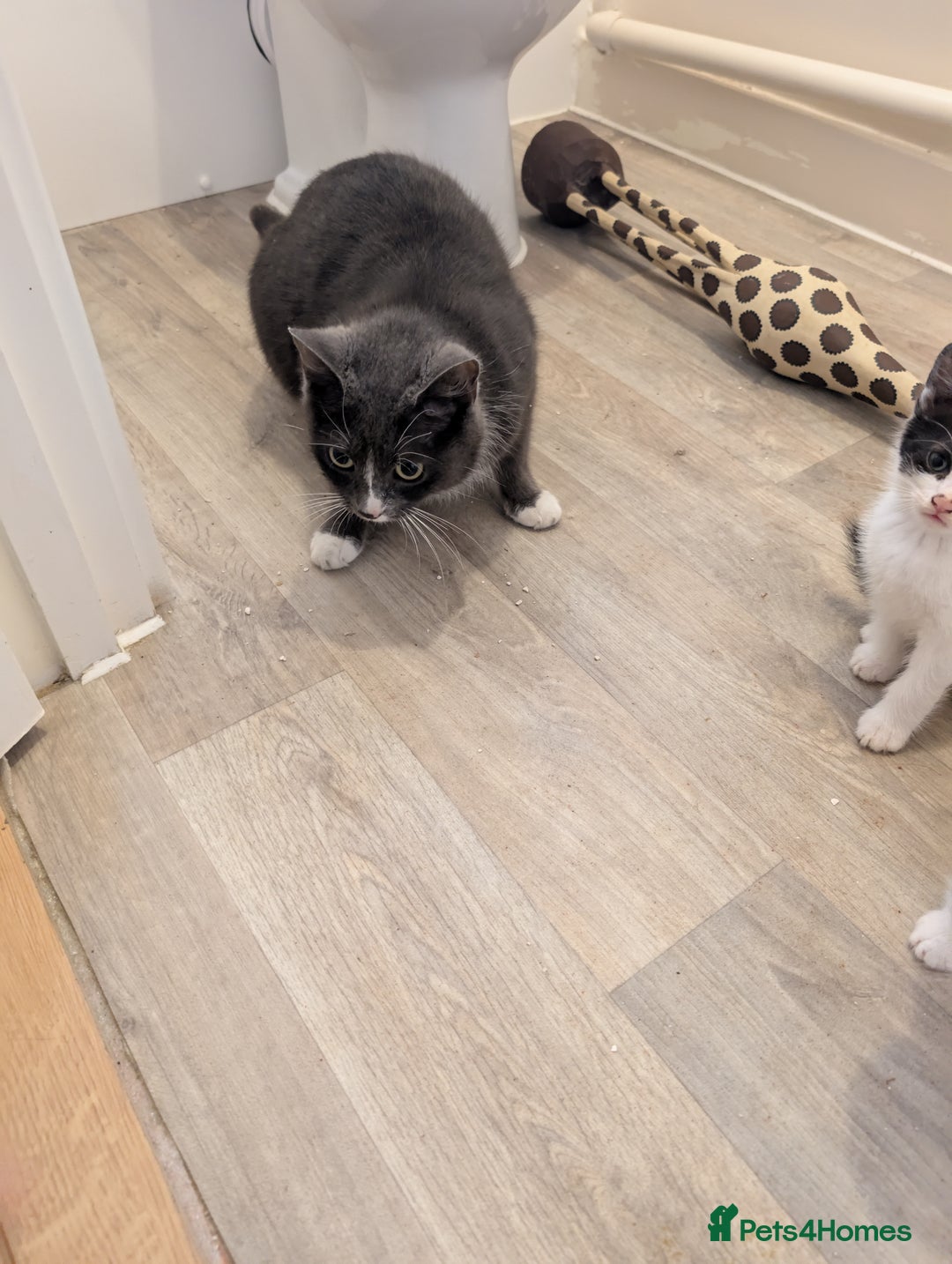 British Shorthair cats for sale: Kittens for sale  - Image 3