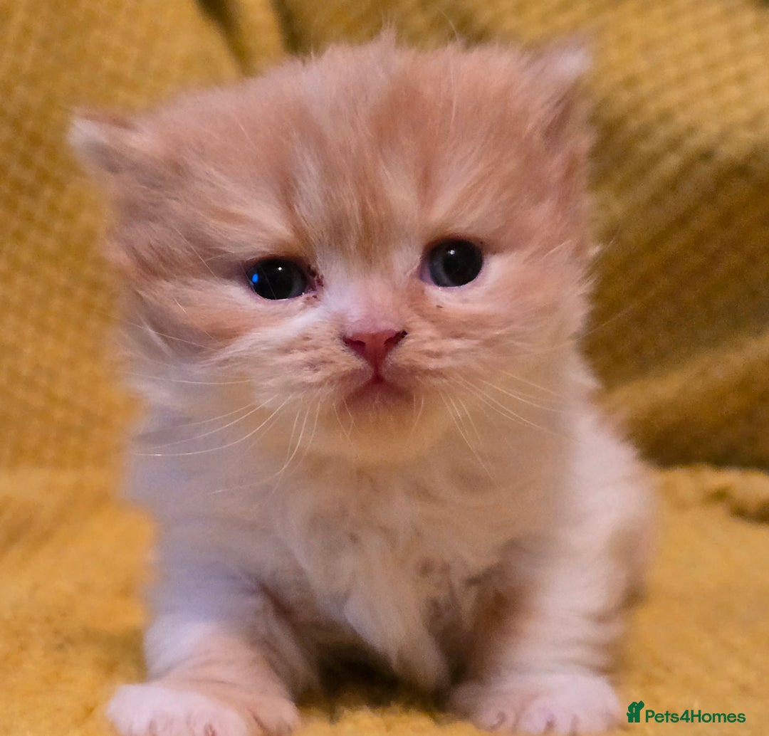 British Shorthair cats for sale: TICA registered British shorthair kittens - Advert 28