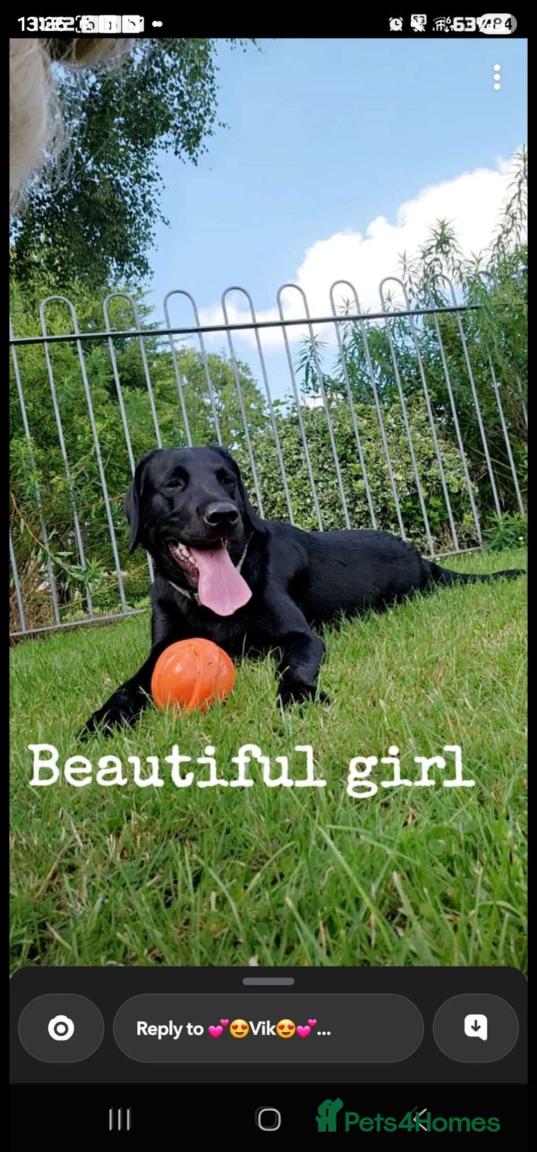 Labrador Retriever dogs for sale: 🐕3 pedigree labs remaing 🐕 - Advert 2