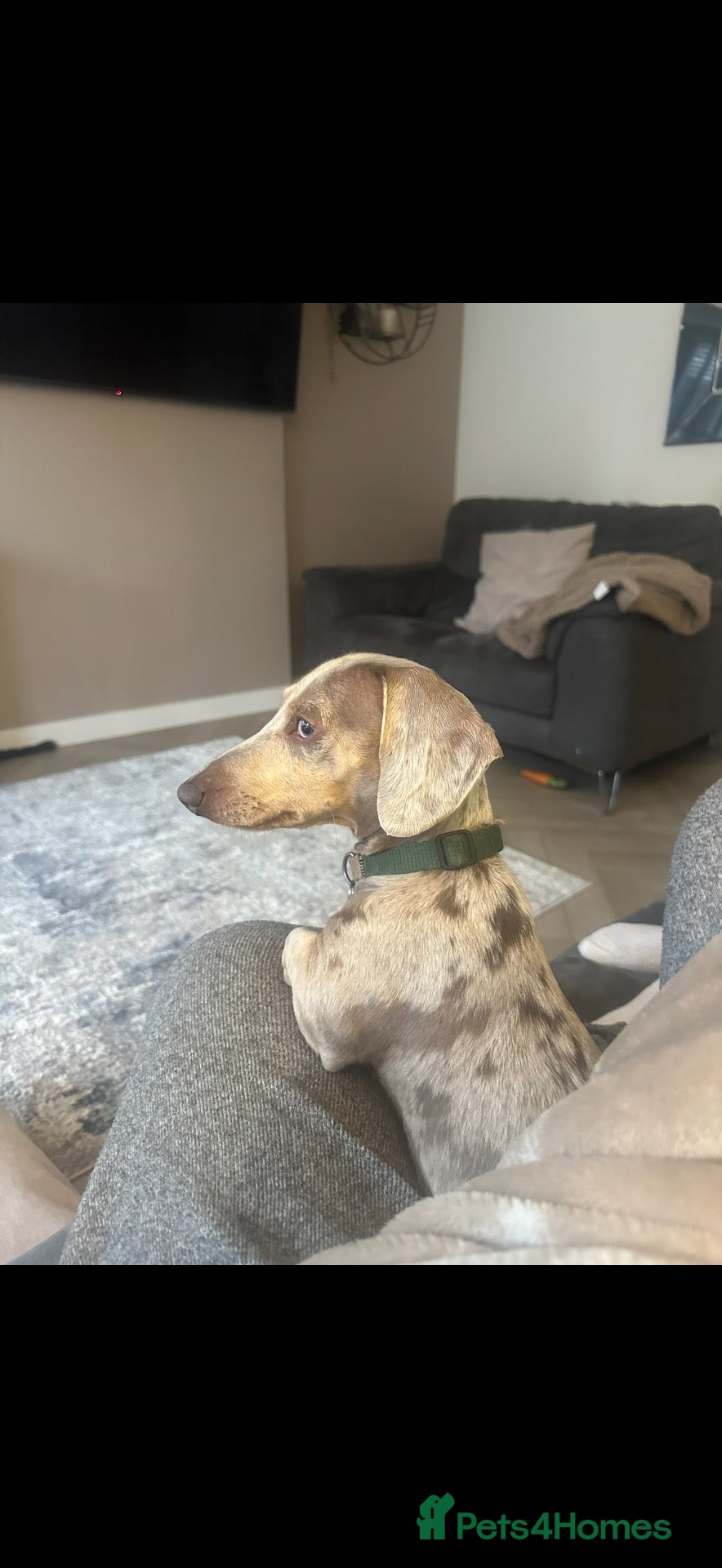 Miniature Dachshund dogs for sale: Isabella & cream dapple puppies  - Advert 1