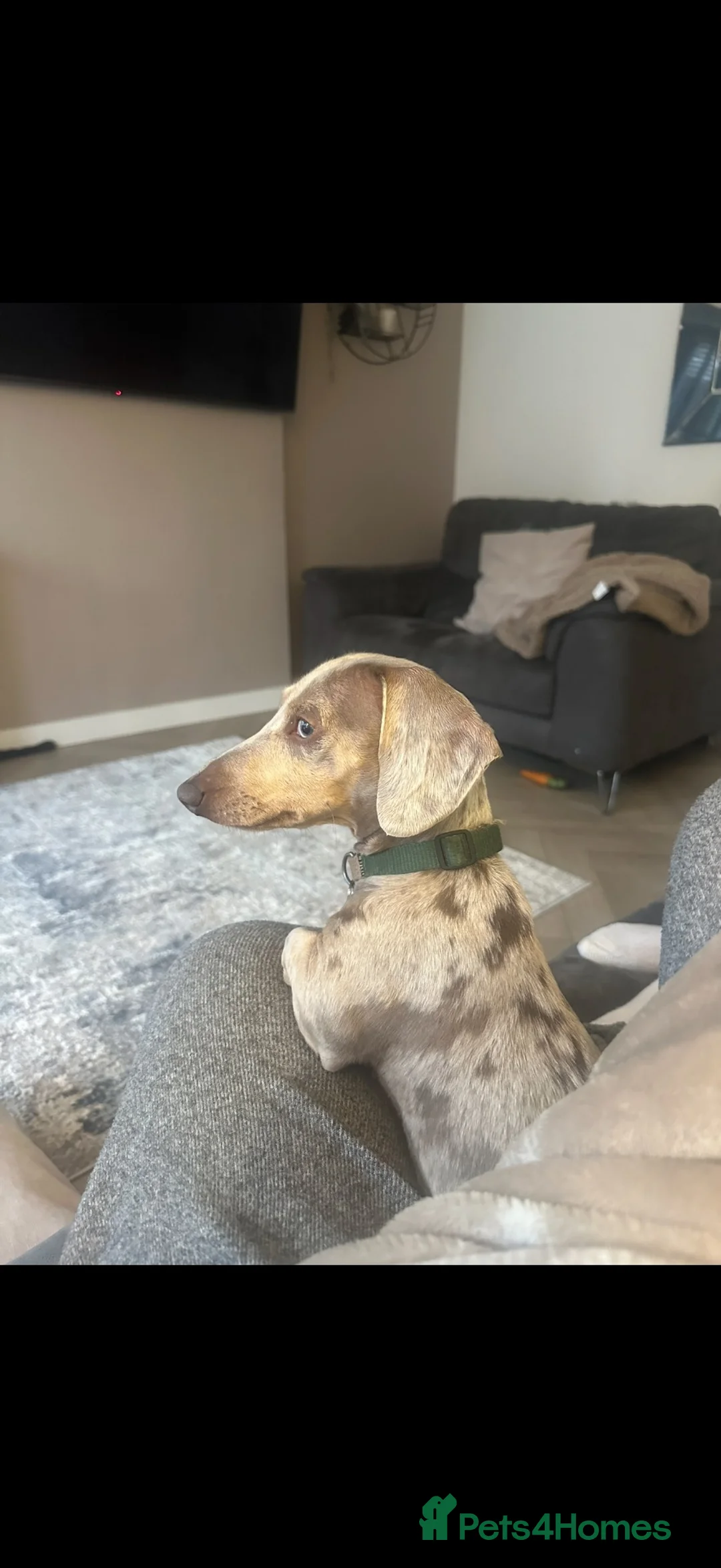 Miniature Dachshund dogs for sale: Isabella & cream dapple puppies  in Barnsley - Advert 1