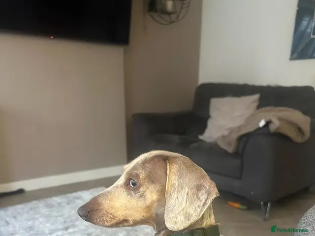 Miniature Dachshund dogs for sale: Isabella & cream dapple puppies - Advert 2