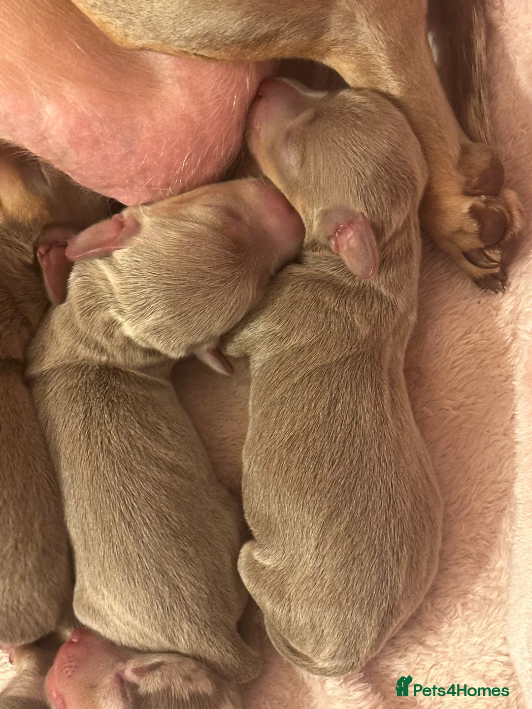 Miniature Dachshund dogs for sale: Kc smooth haired miniature dachshunds - Advert 3