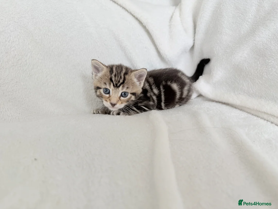 Mixed Breed cats for sale: Beautiful marked kittens 🌸 - Advert 14