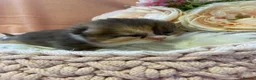 British Shorthair cats for sale: Champion Bloodline British Shorthair kittens  - Advert 9