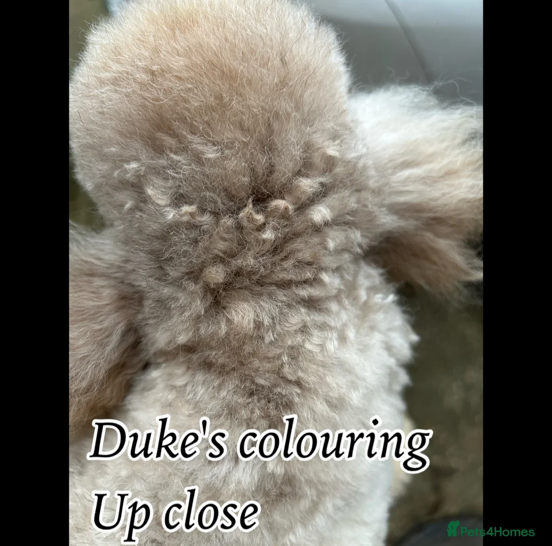 Miniature Poodle dogs for stud: Proved fully DNA tested stud - Advert 3