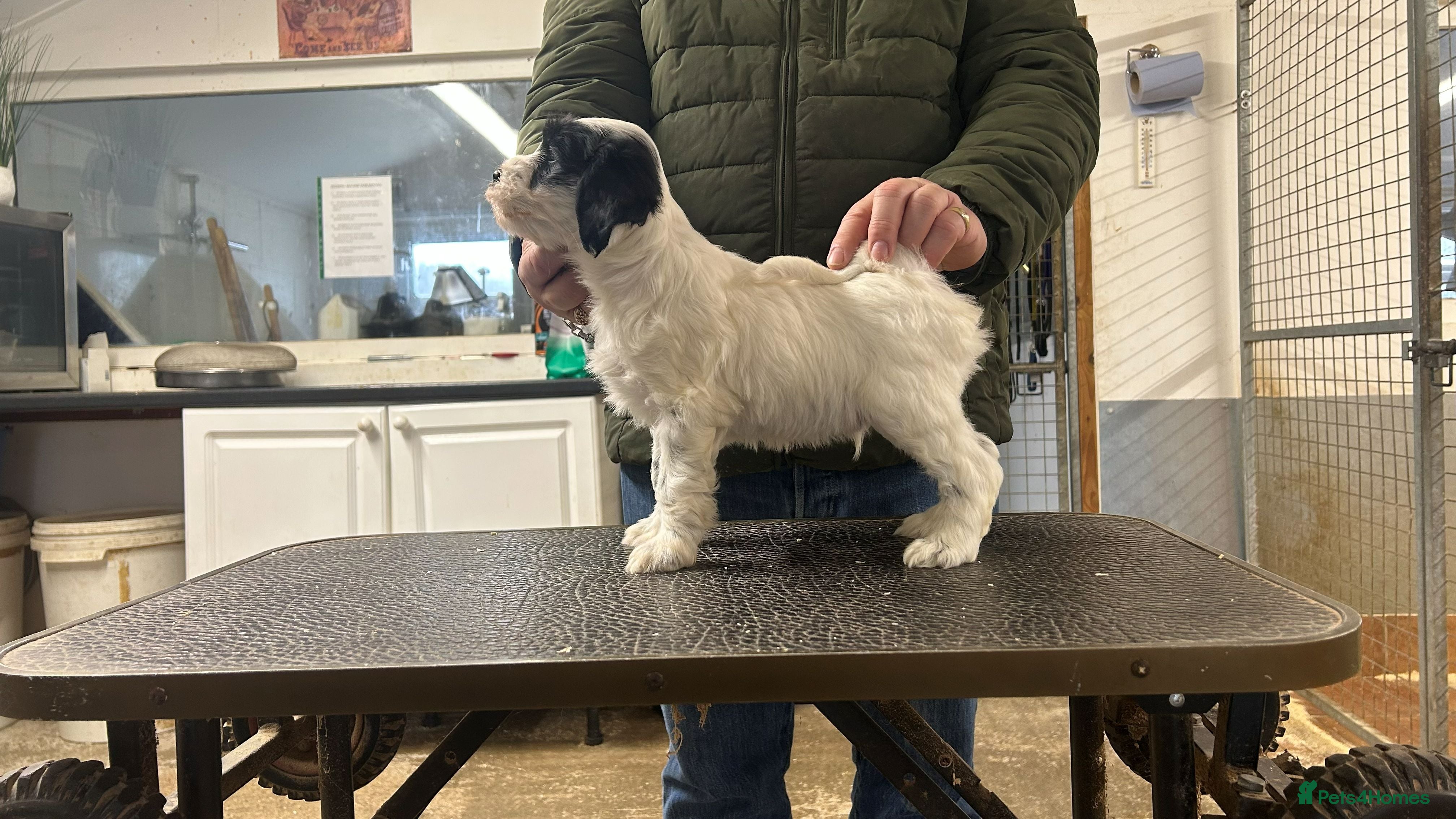 Tibetan Terrier dogs Araki Tibetan Terriers Puppies Available - Advert 6