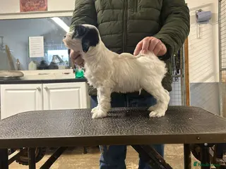 Tibetan Terrier dogs Araki Tibetan Terriers Puppies Available - Advert 1