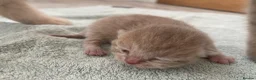 British Shorthair cats for sale: STUNNING LITTER OF RARE COLOUR KITTENS  - Advert 4