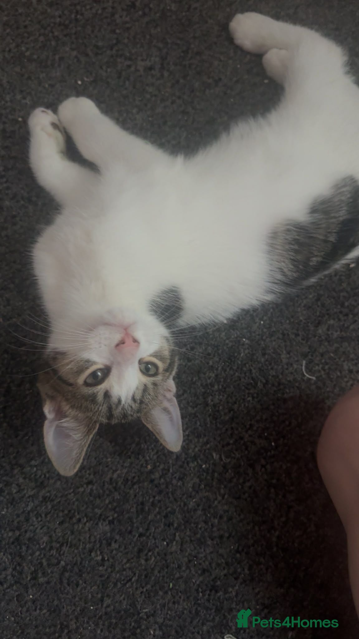 Mixed Breed cats 1 female kitten  - Advert 7
