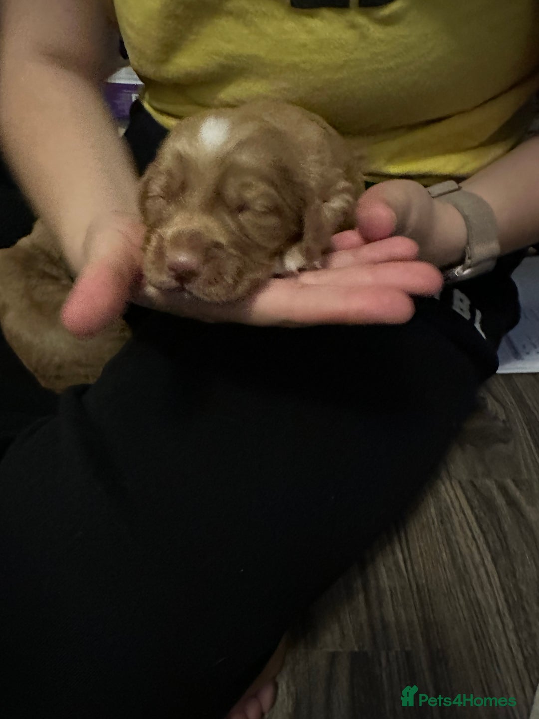 Cocker Spaniel dogs for sale: First and last litter top class red cockers - Image 10