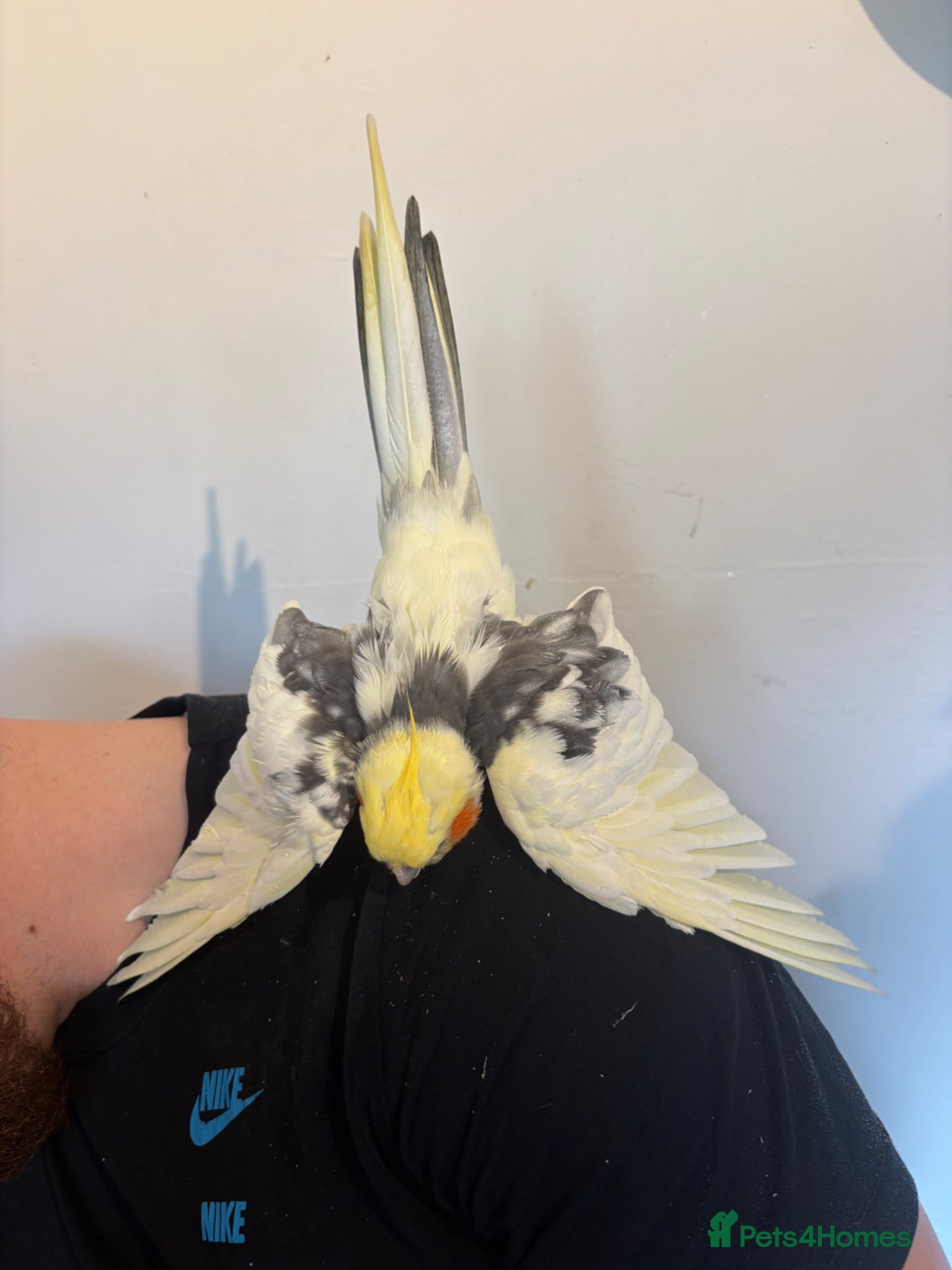 Cockatiels birds Beautiful 2 year old male cockatiel (Tikey) - Advert 1
