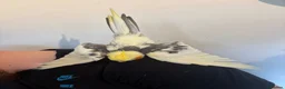 Cockatiels birds for sale: Beautiful 2 year old male cockatiel (Tikey) - Advert 1