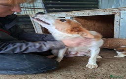 Mixed Breed dogs for adoption: Dawn - Great Yarmouth Norfolk   - Advert 4