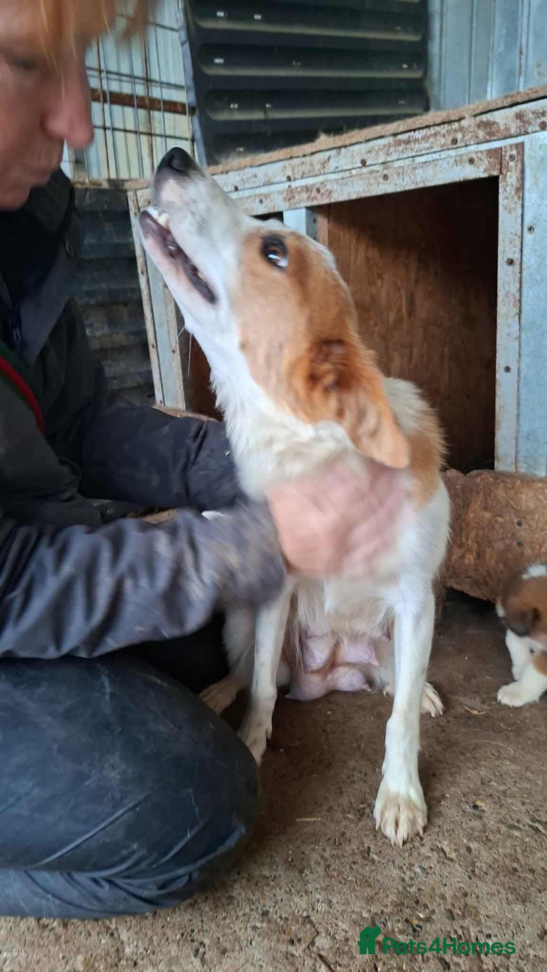 Mixed Breed dogs for adoption: Dawn - Great Yarmouth Norfolk   - Advert 4