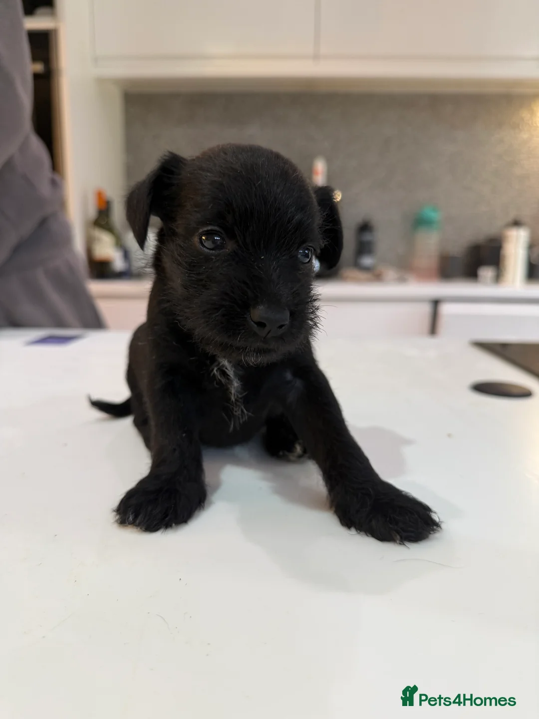 Miniature Schnauzer dogs for sale: Beautiful KC Registered Miniature Schnauzer - Advert 5