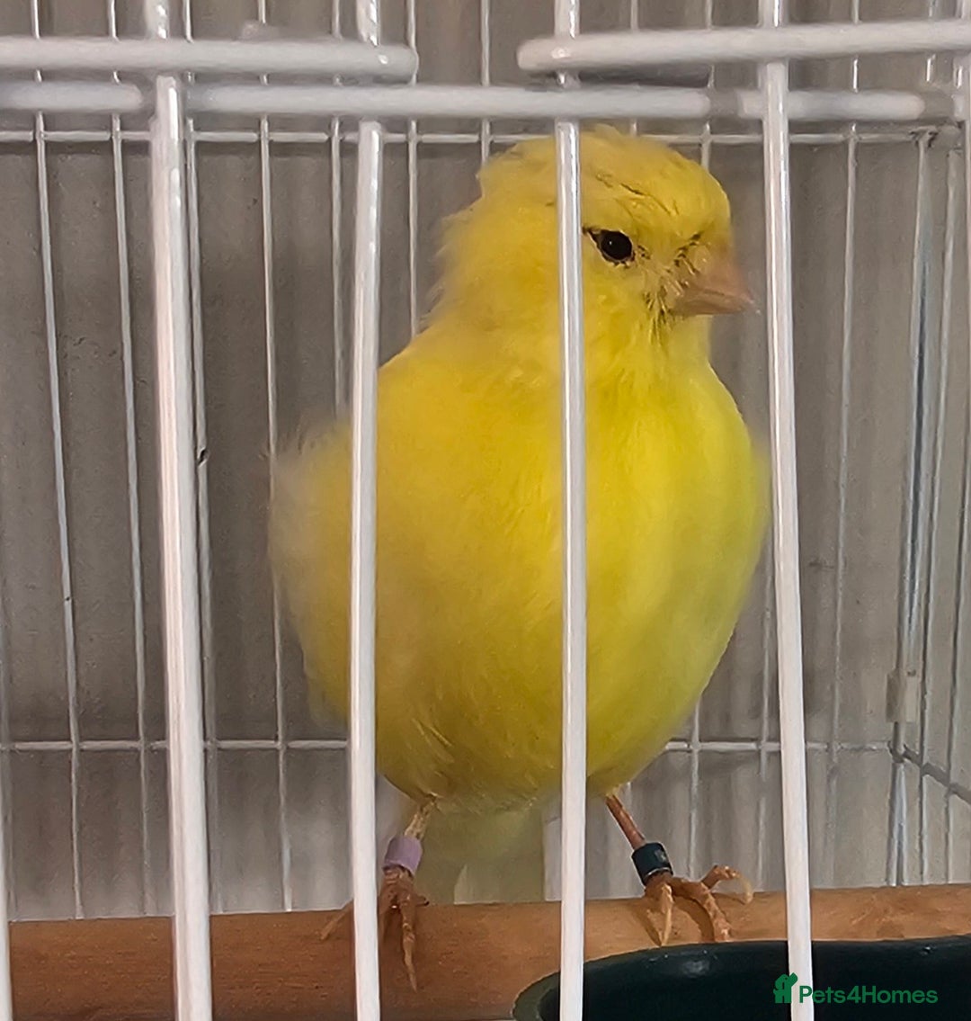 Canaries birds for sale: Stunning Yellow Canary available - Image 2