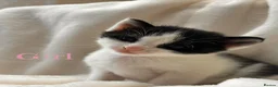 Mixed Breed cats for sale: 2 stunning kittens 🎀🩵 - Advert 2