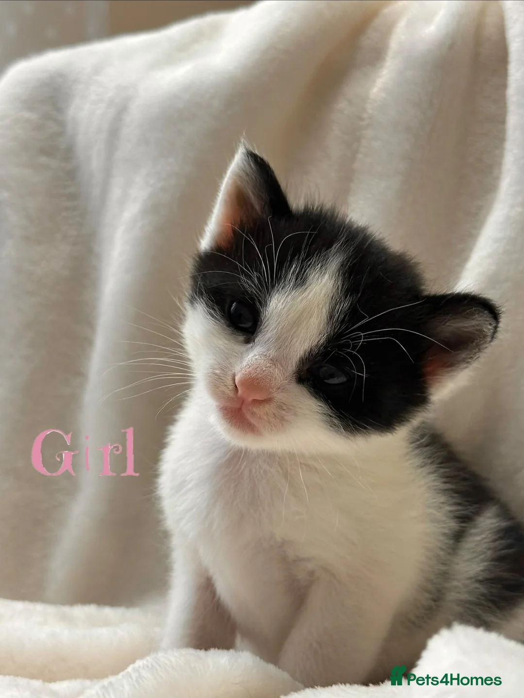 Mixed Breed cats for sale: 2 stunning kittens 🎀🩵 - Advert 2