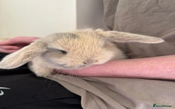 Mini Lop rabbits for sale: Mini Lops - Image 8