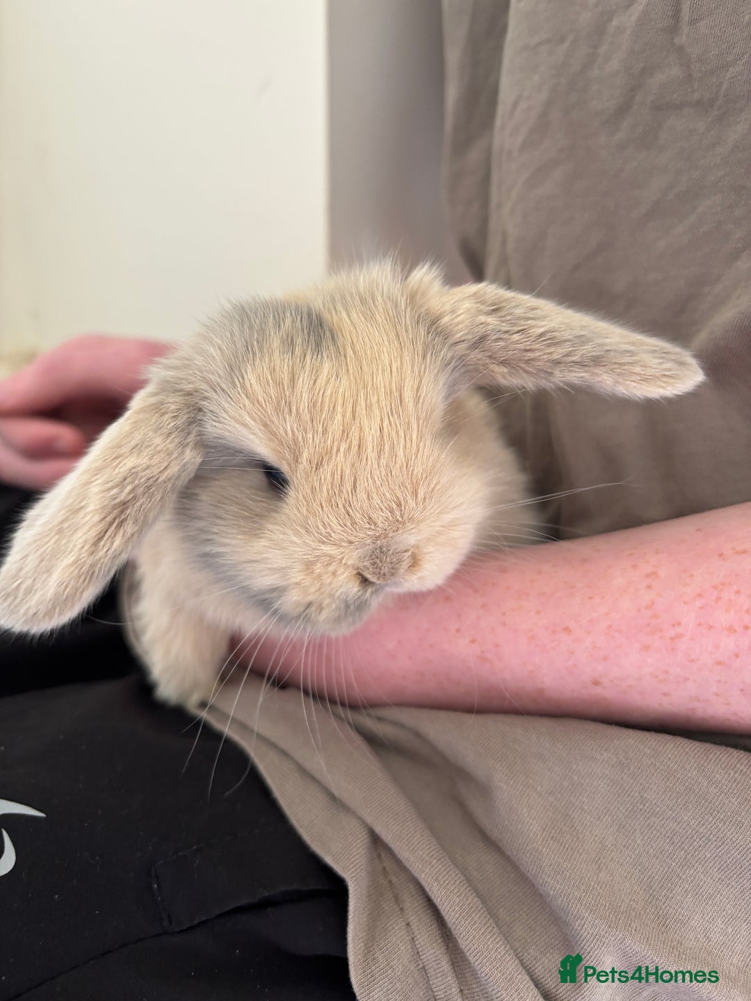 Mini Lop rabbits for sale: Mini Lops - Image 8