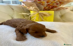 Cockapoo dogs for sale: 4⭐️Licensed F1b Cockapoos Exceptionally Bred - Image 18