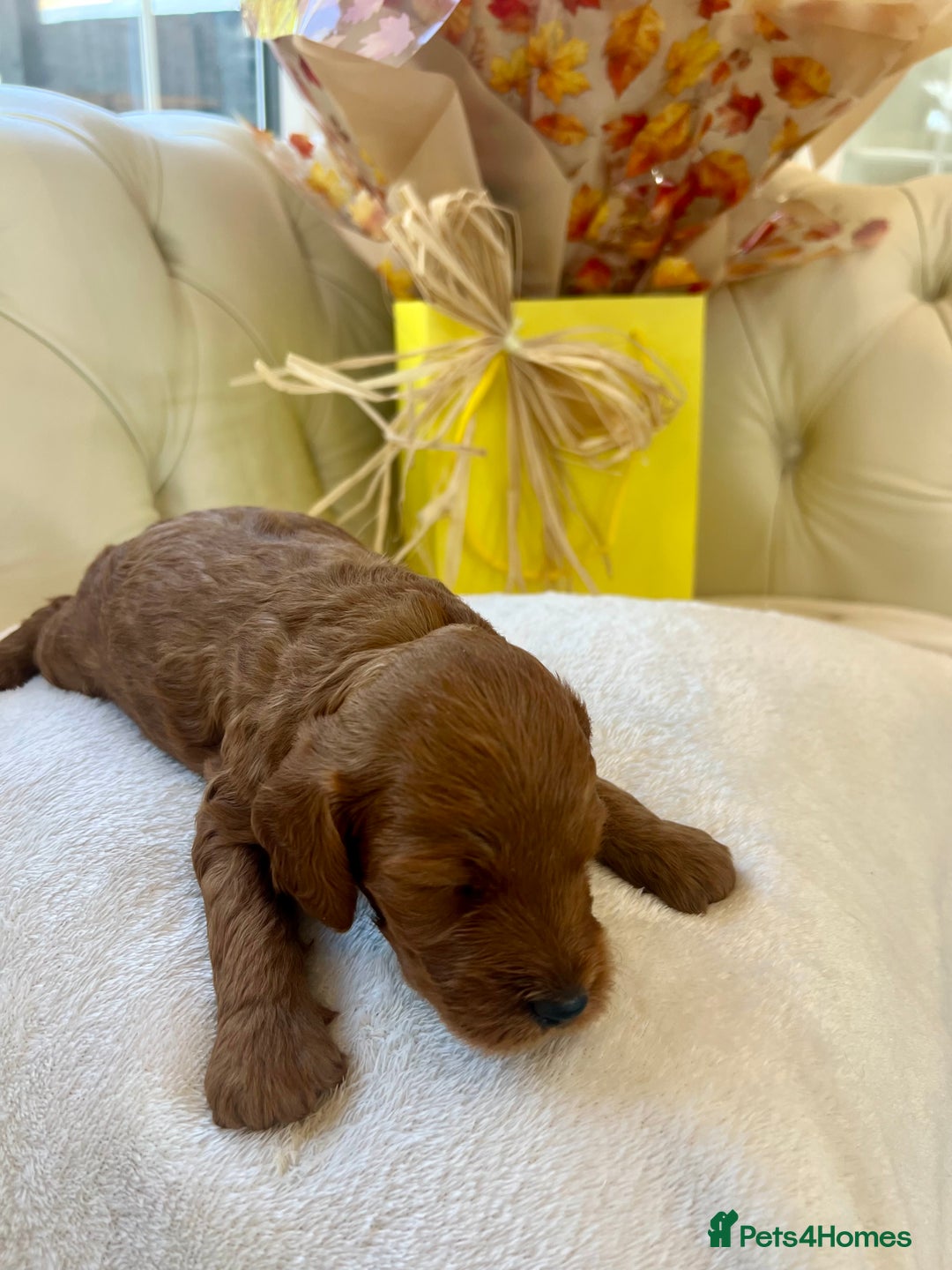 Cockapoo dogs for sale: 4⭐️Licensed F1b Cockapoos Exceptionally Bred - Image 18
