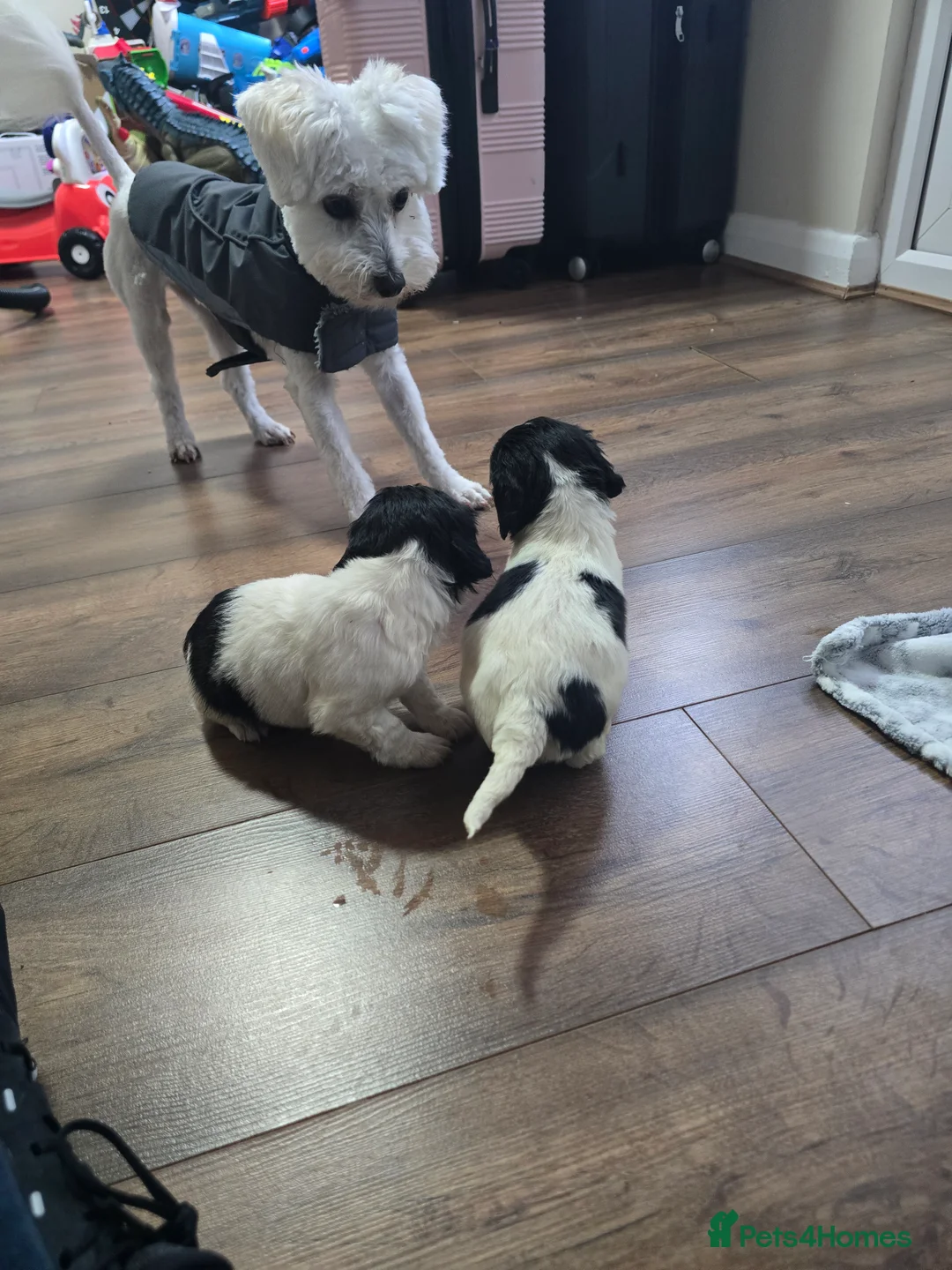 Mixed Breed dogs for sale: Malchi puppies  - Advert 10