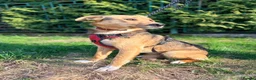 Mixed Breed dogs for adoption: ❤️🐶 STELLA – SHE BUILDS HER WORLD AROUND YOU in Burton-on-Trent - Advert 37