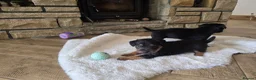 Patterdale Terrier dogs for sale: Fantastic Patterdale terrier pups D&D  - Advert 7