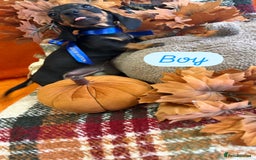 Dachshund dogs for sale: Beautiful dachshund puppies  - Image 3
