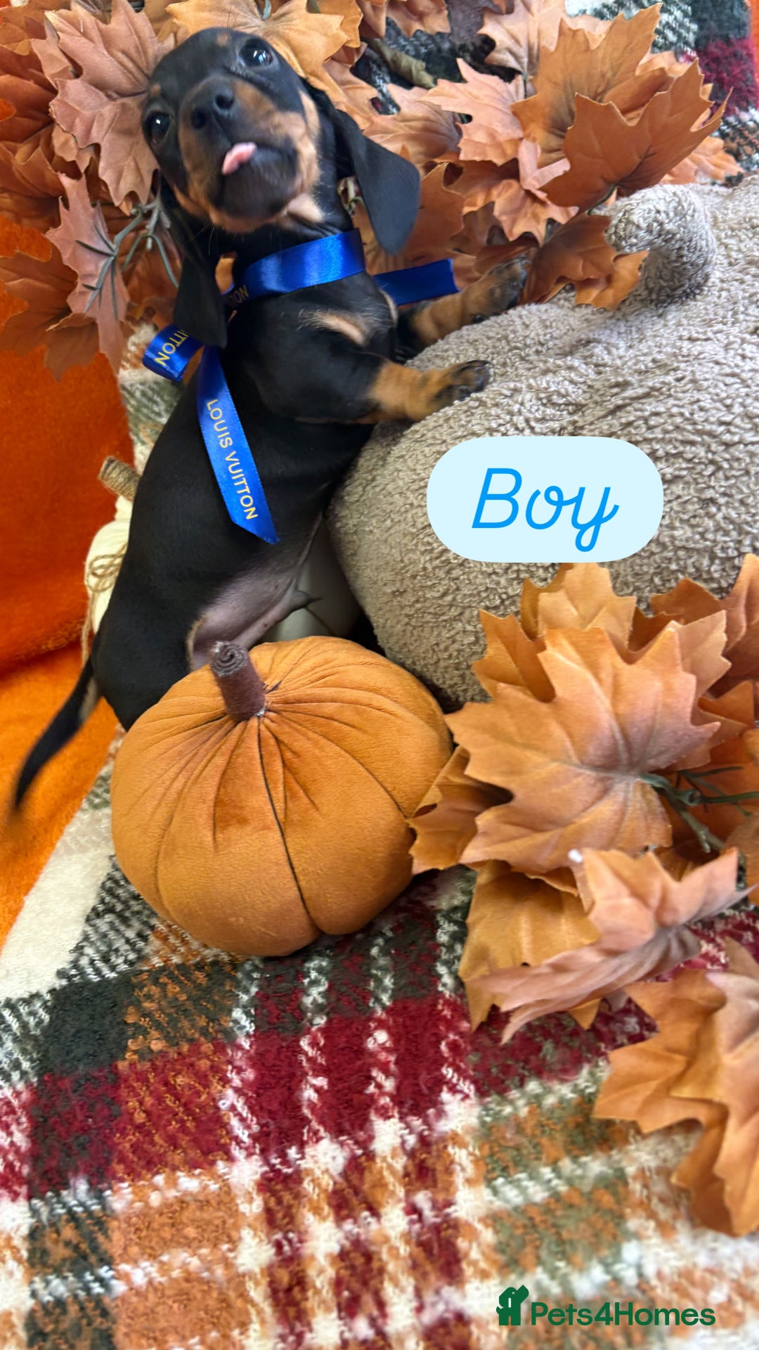 Dachshund dogs for sale: Beautiful dachshund puppies  - Image 3
