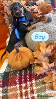 Dachshund dogs - Advert 13