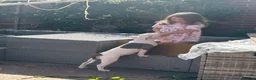 Mixed Breed dogs for sale: Last Bulldog puppy 4 month old  - Advert 5
