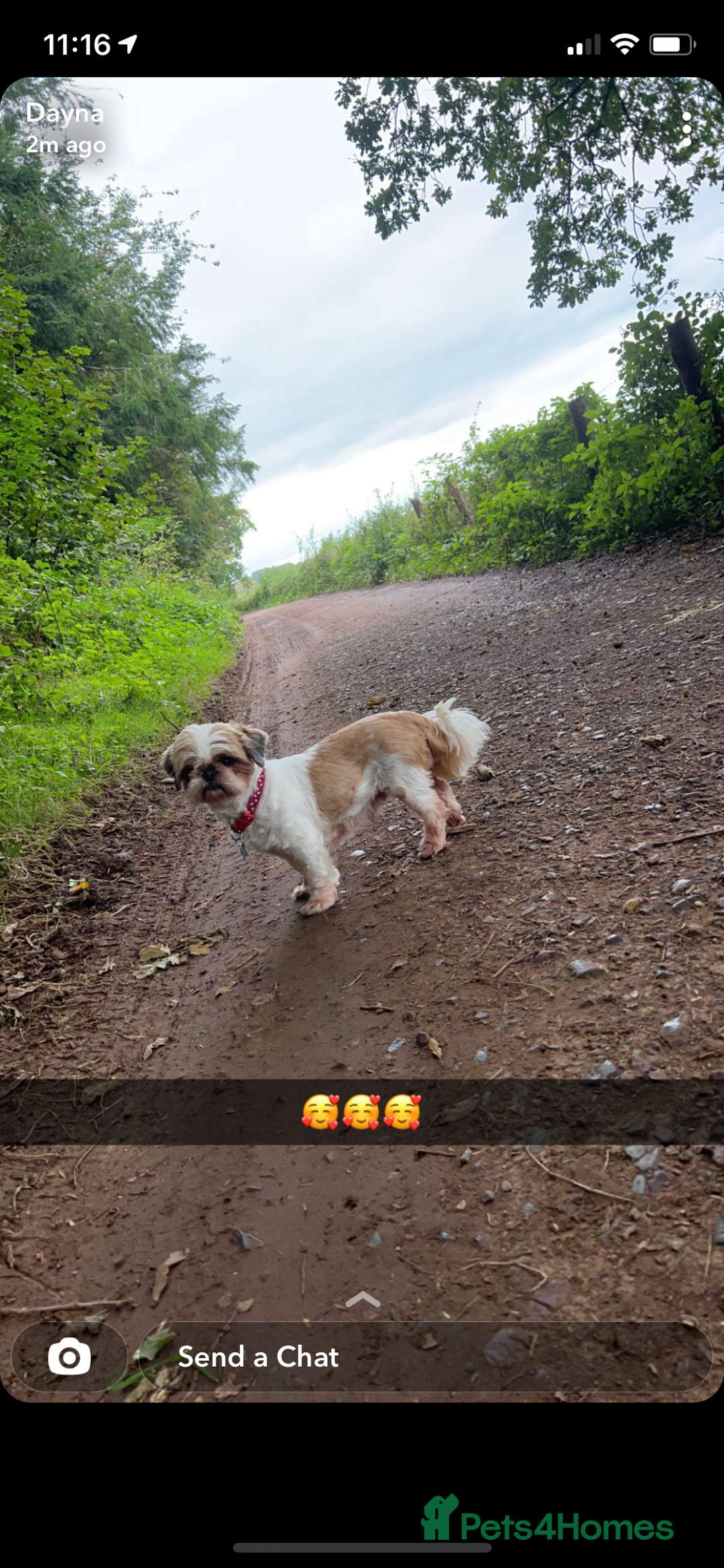 Shih Tzu dogs for stud: KC Registered stud  in Cullompton - Advert 2