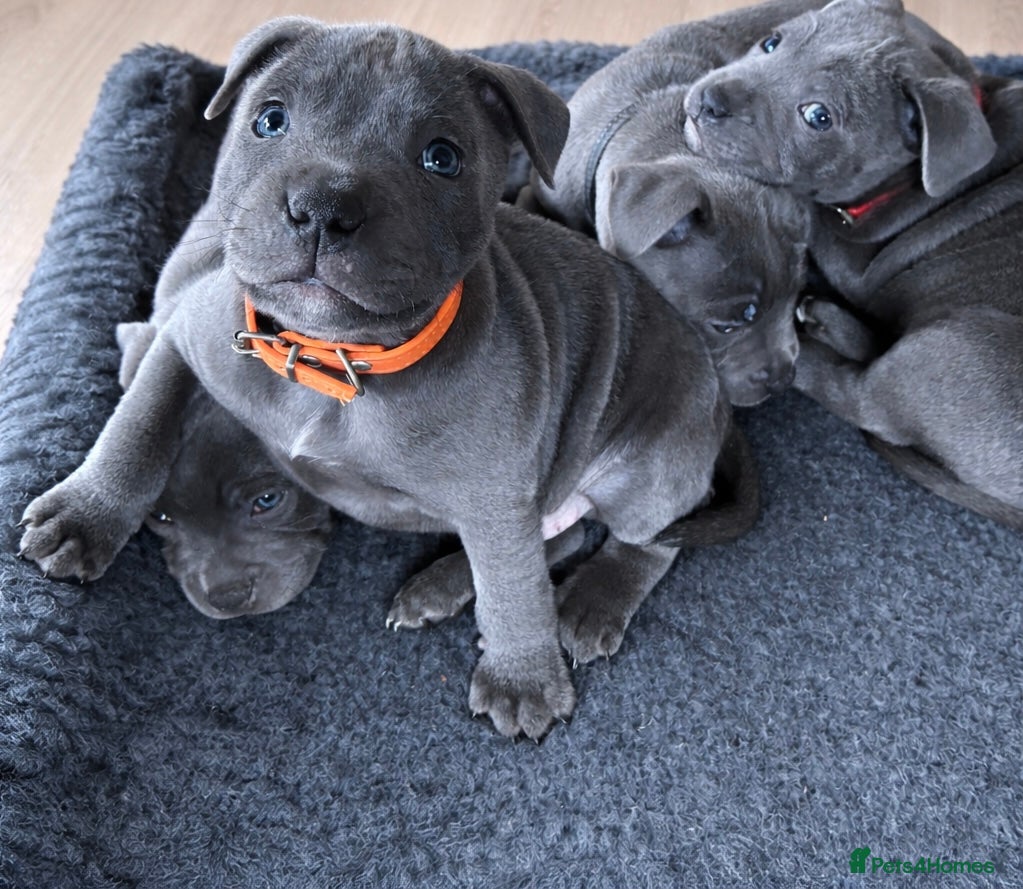 Staffordshire Bull Terrier dogs Blue KC Staffy pups - Advert 17