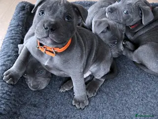 Staffordshire Bull Terrier dogs Blue KC Staffy pups - Advert 17