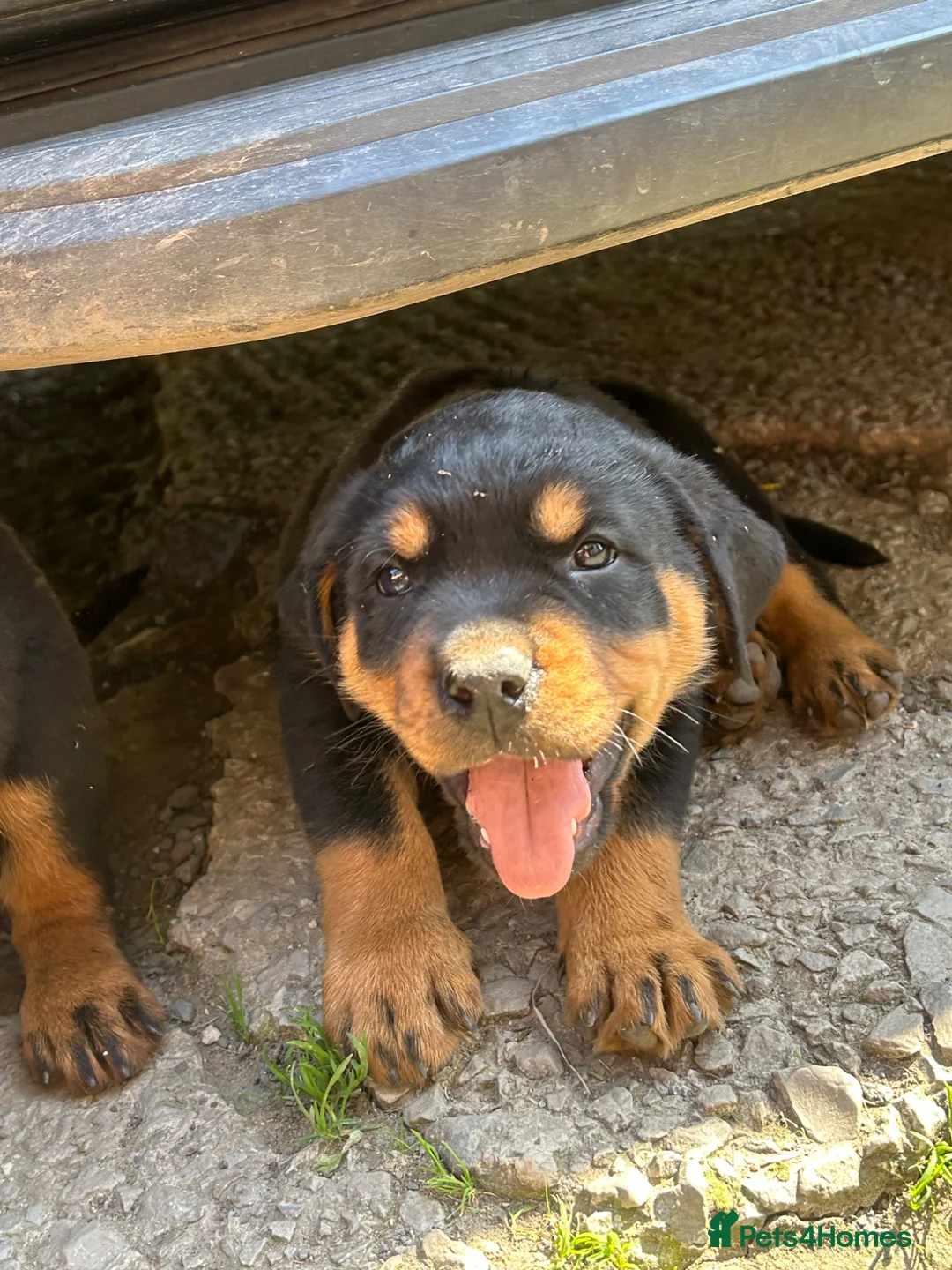 Rottweiler dogs for sale: Big chunky Rottweiler puppies  - Advert 9