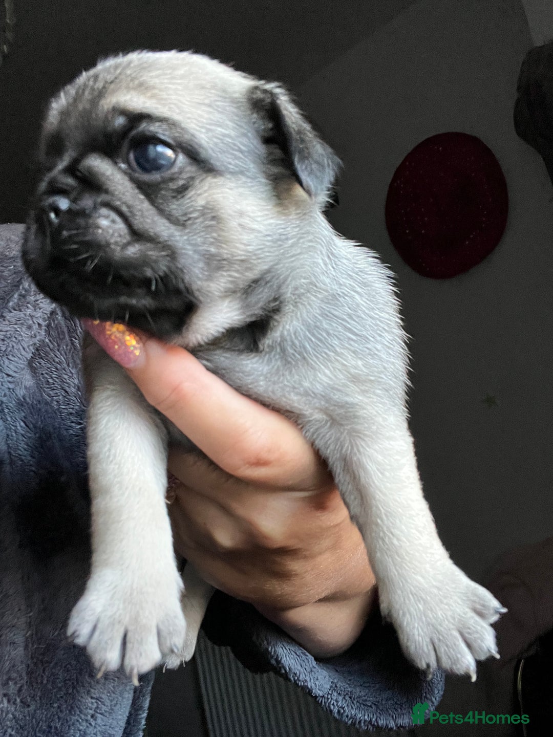 Pug dogs for sale: Rare apricot fawn female pug puppy ready now  - Advert 18