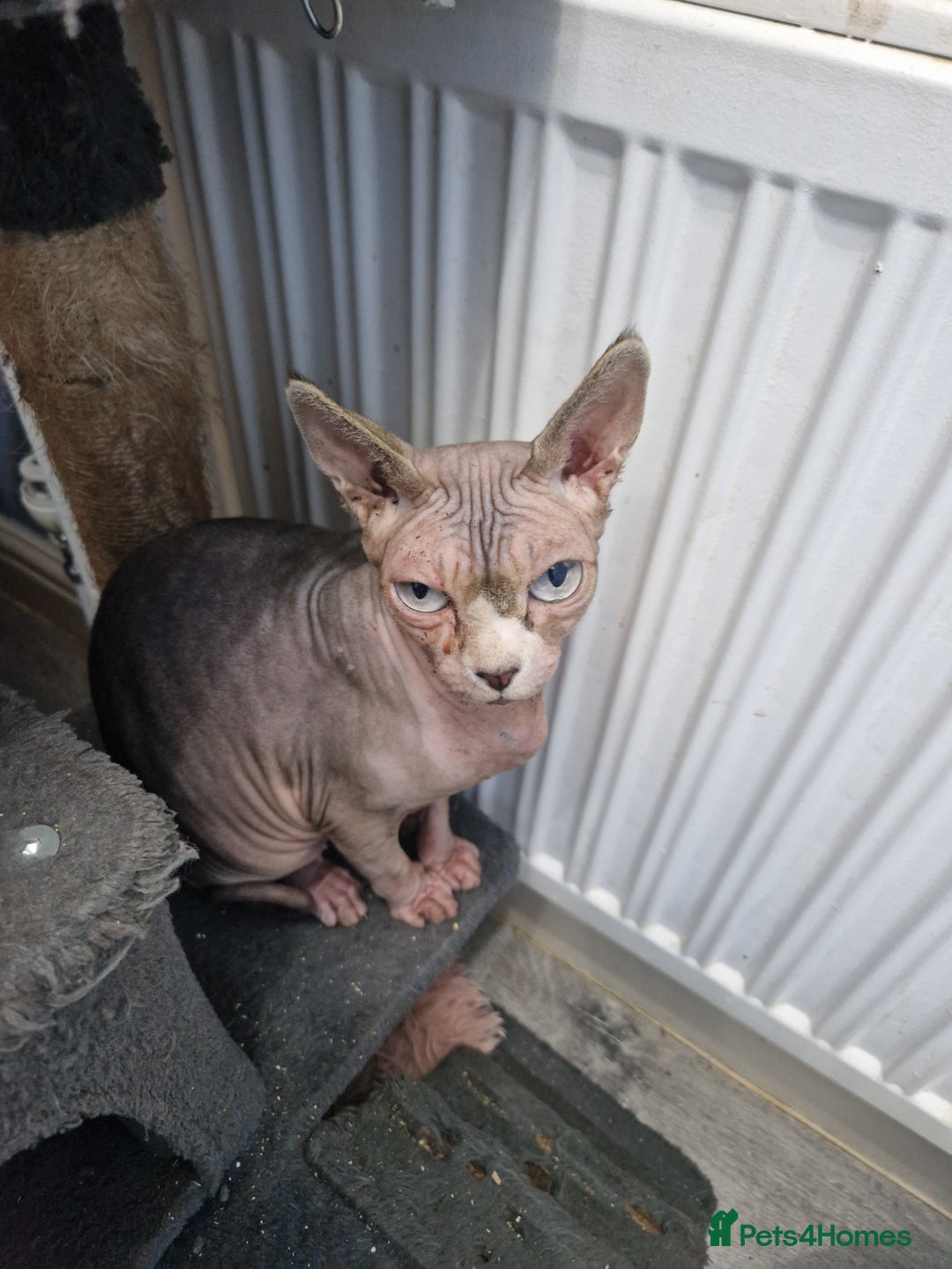 Sphynx cats for sale: 5 Year old canadian sphynx lady - Advert 3